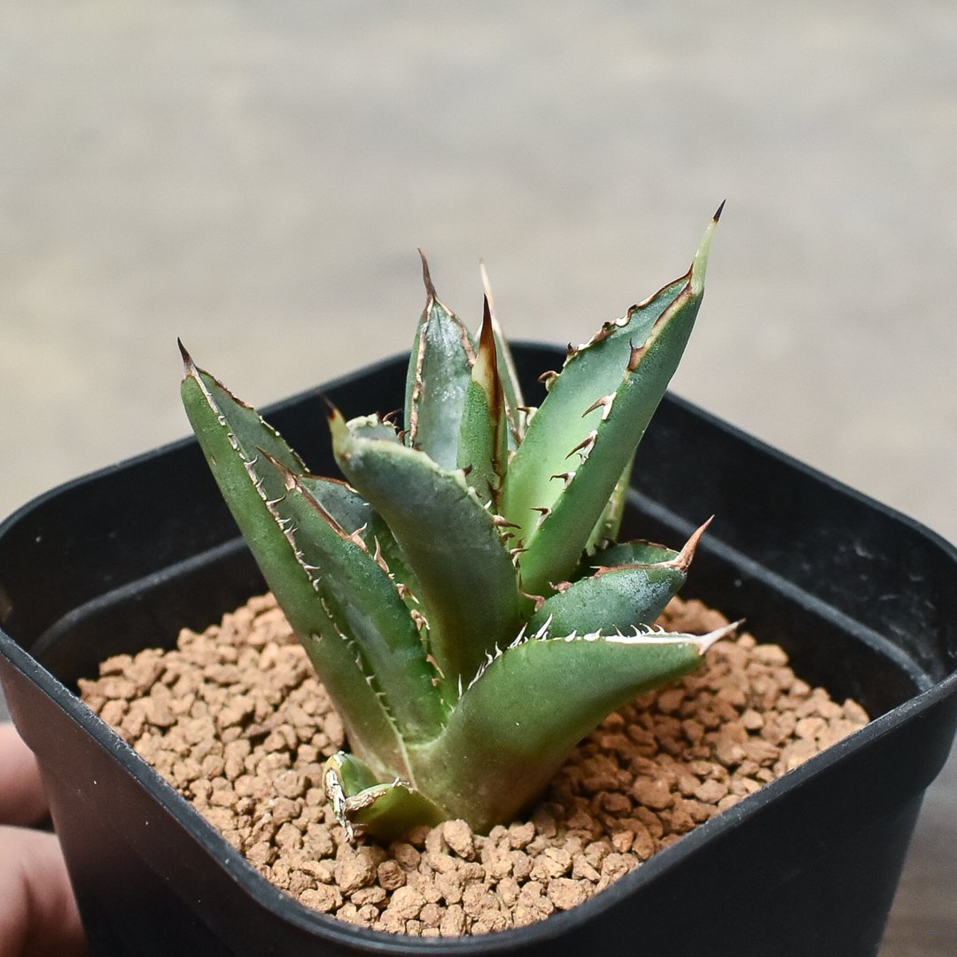 アガベ チタノタ 