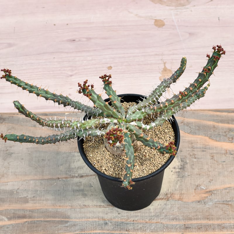 pescado del isla 実生 怒頭竜 ミクラカンサ ユーフォルビア - micracantha-怒竜頭 Euphorbia 塊根植物・コーデックス