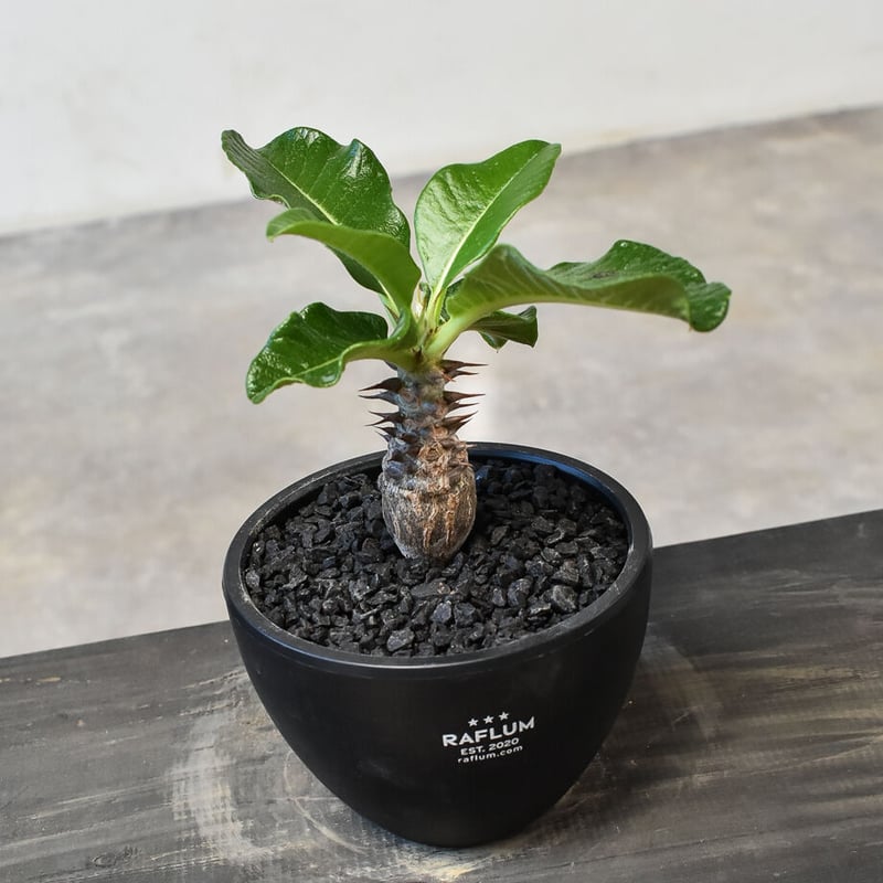 パキポディウム ウィンゾリー （実生）RF231722(T) | RAFLUM