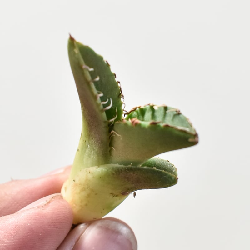 アガベ チタノタ 