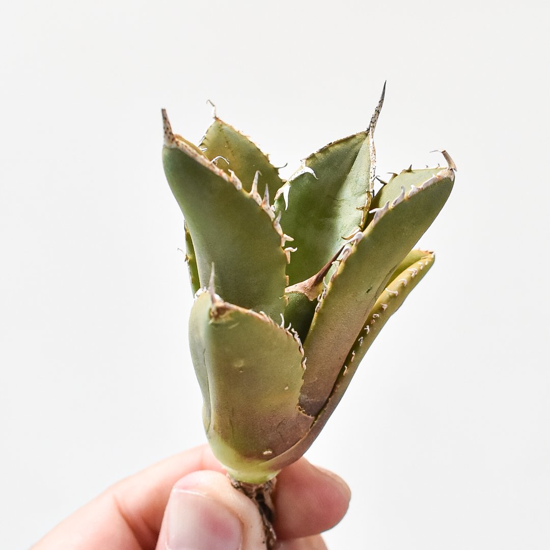 アガベ チタノタ シャークソード 