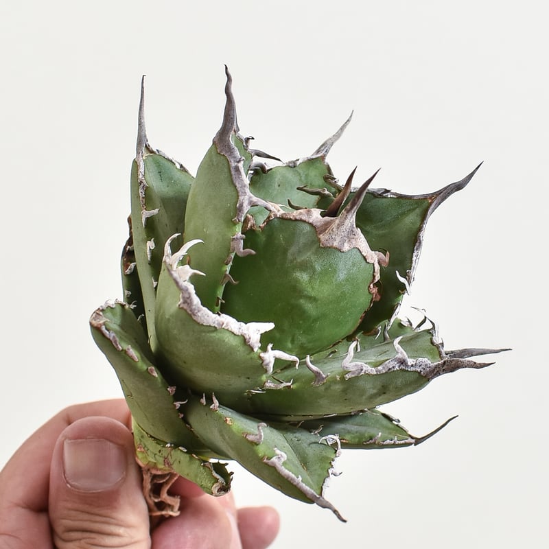 アガベ チタノタ 