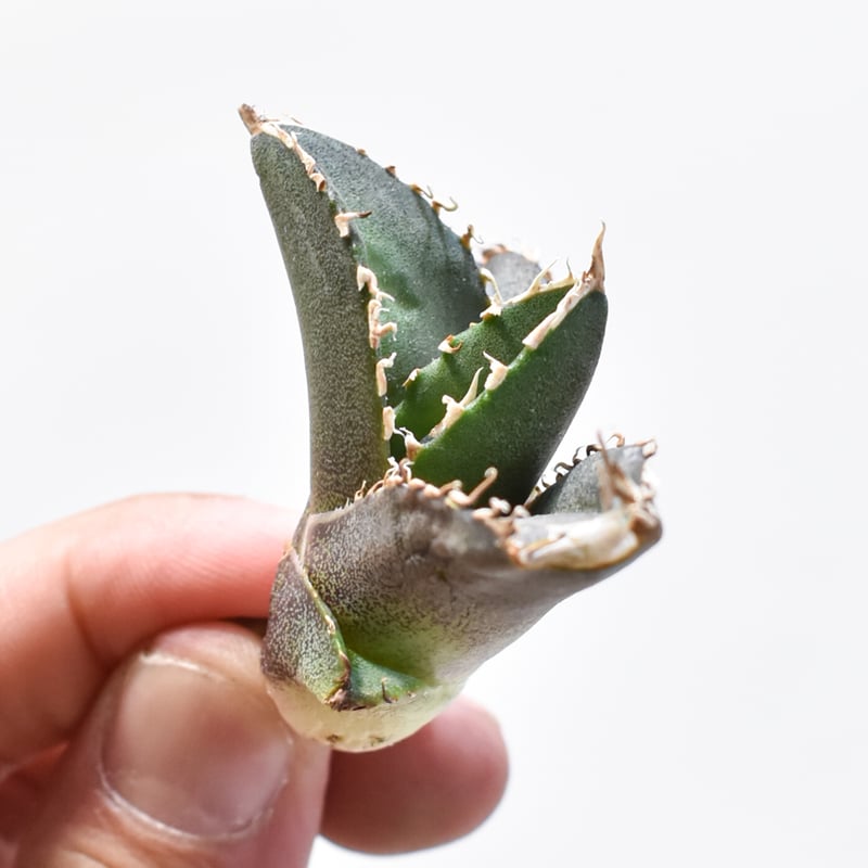 アガベ　紅龍　紅牡丹実生　裏表刺　第四種速達便抜き苗発送 アガベ 紅龍 紅牡丹実生 裏表刺 第四種速達便抜き苗発送