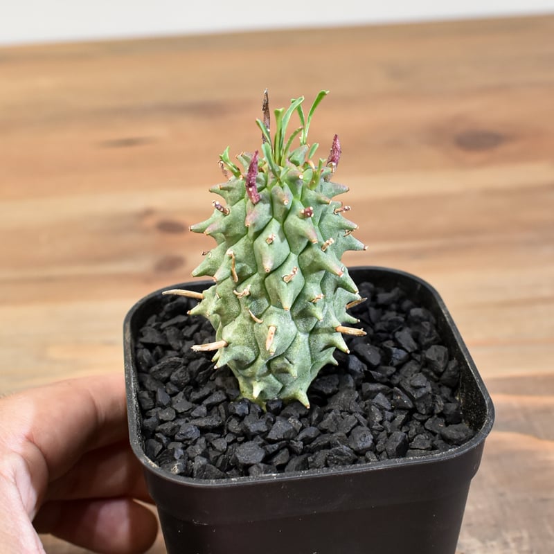 スコエンランディ　実生 ユーフォルビア スコエンランディ 