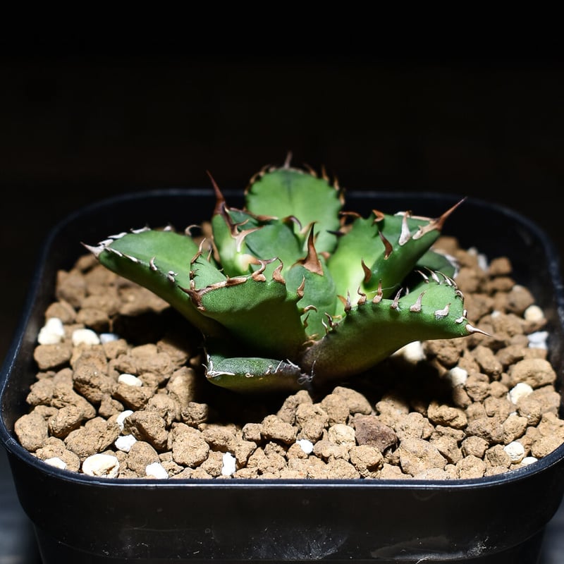 アガベ チタノタ ドワーフ “姫厳竜” （発根済み/子株）RF230024