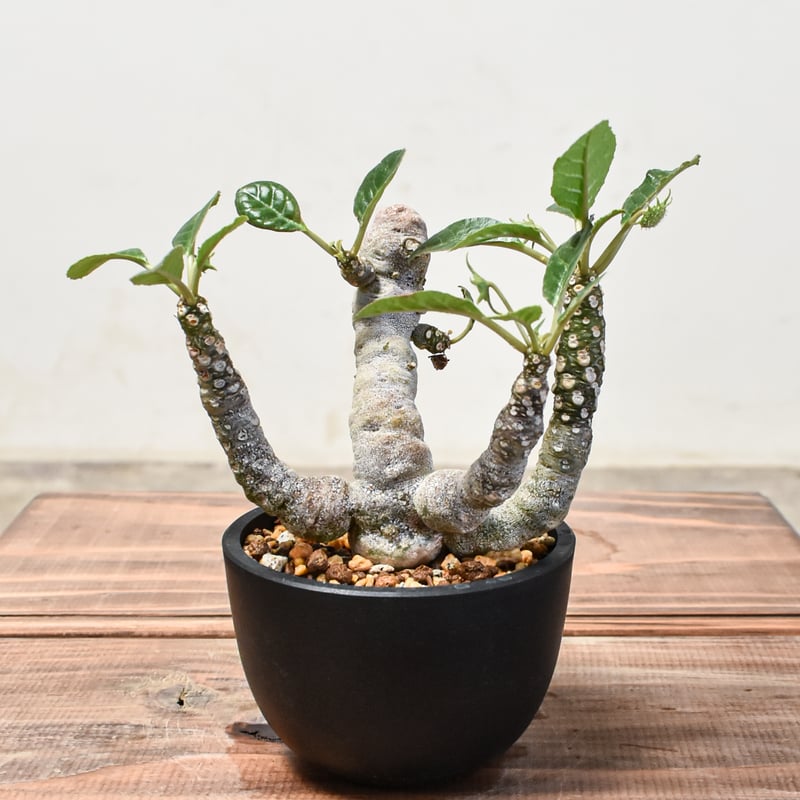 ドルステニア フォエチダ【発根済み】GM2401747(T) | RAFLUM / ラフラム