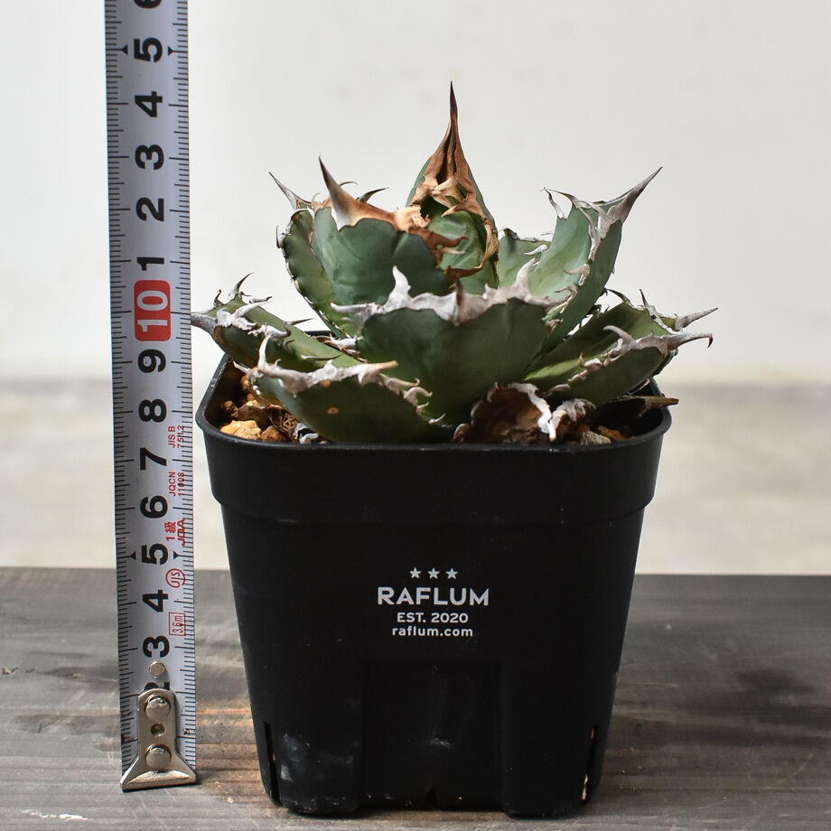 シエラ ミクスティカ アガベ チタノタ 