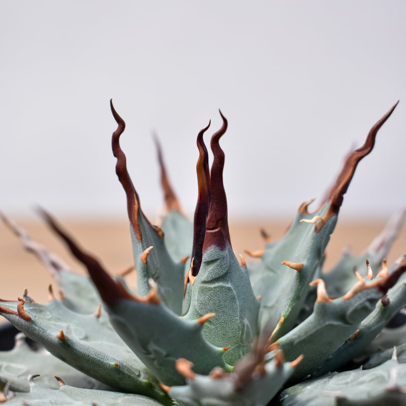 M*E様 【発根済・3.5号サイズ】短葉陽炎ワイルド株！！エボリスピナ/鉢ごと発 M*E様 【発根済・3.5号サイズ】短葉陽炎ワイルド株