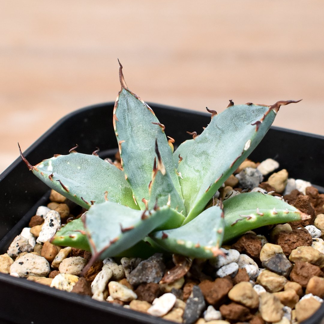 アガベ Dennis hybrid 黑帝斯x妖炎 /ハデス×エボリスピナ 【台湾DENNIS