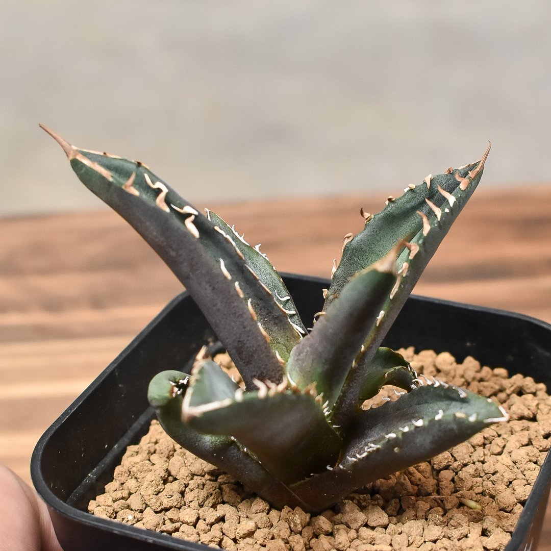 アガベ チタノタ ホワイトファイヤー  