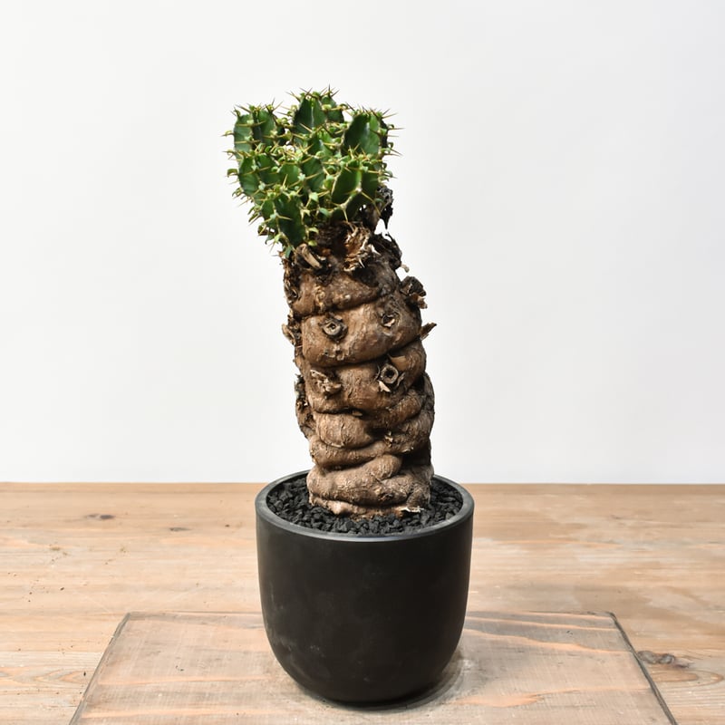 ユーフォルビア ムランジーナ RFHK25011500 | RAFLUM / ラフラム｜東京