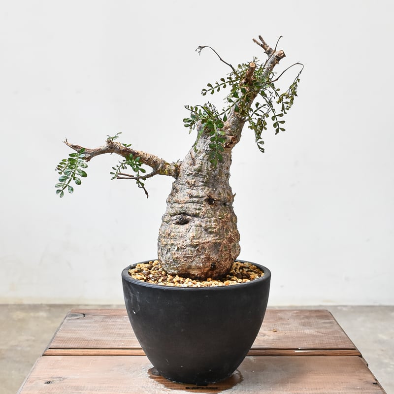 オペルクリカリア パキプス 【発根済み】HK2402395(T) | RAFLUM / ラフ