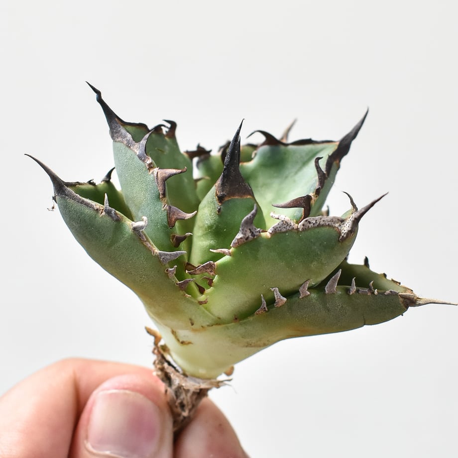 66aa4c7a20d29908ae921381