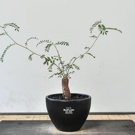 CATEGORY ヒファエノイデス | RAFLUM / ラフラム｜東京、大阪の塊根