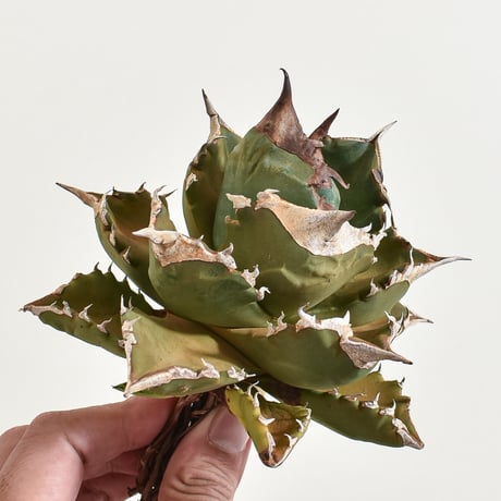 希少ホワイトファングwhite 案じる fang アガベX hidden agave