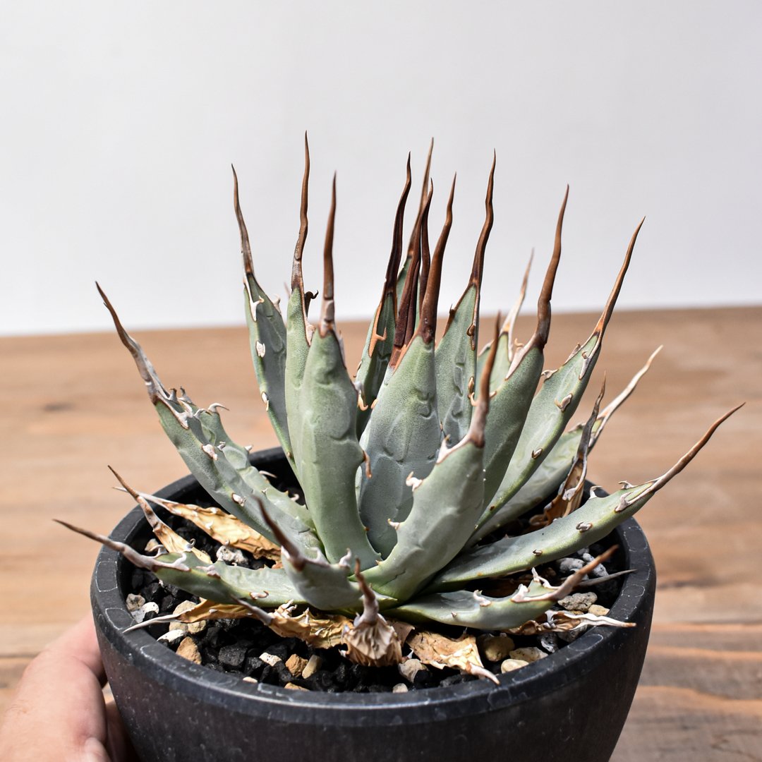 アガベ Dennis hybrid 妖炎X甲妖 /エボリスピナ×（イシスメンシス