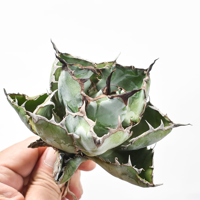 アガベ チタノタ ブラックアンドブルー / BB 藍球 【台湾 dragon agave