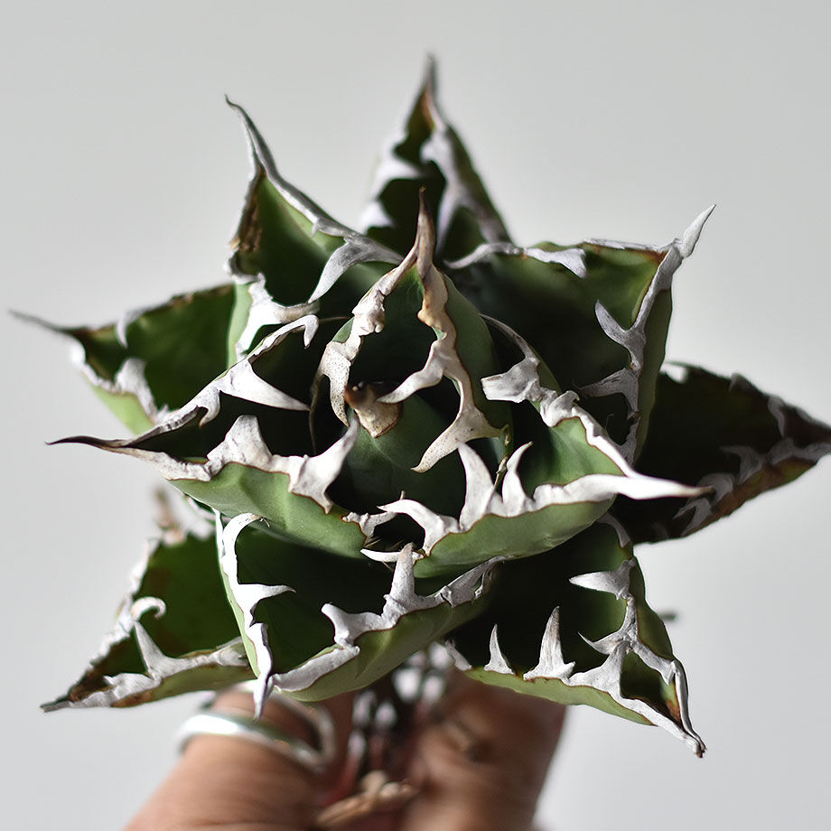 親株出品　アガベ　チタノタ　小鳥白刺 アガベ：チタノタ 小島白刺 4号鉢植え の通販 | 園芸ネット