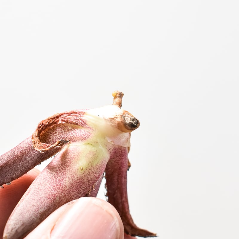 【親株】アガベ チタノタ Dennis040 キングアーサー アガベ チタノタ DENNIS040 