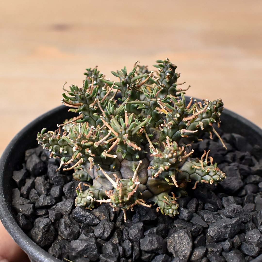 ユーフォルビア デセプタ 【実生】RF25011667 | RAFLUM / ラフラム