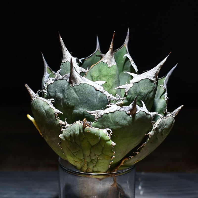 アガベ　白鯨　ボールタイプ アガベ・チタノタ白鯨（ボールタイプ）中-092｜agave titanota
