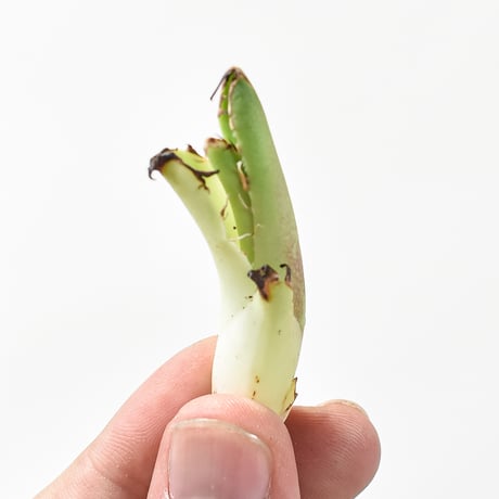 アガベピカチュウ | STORES