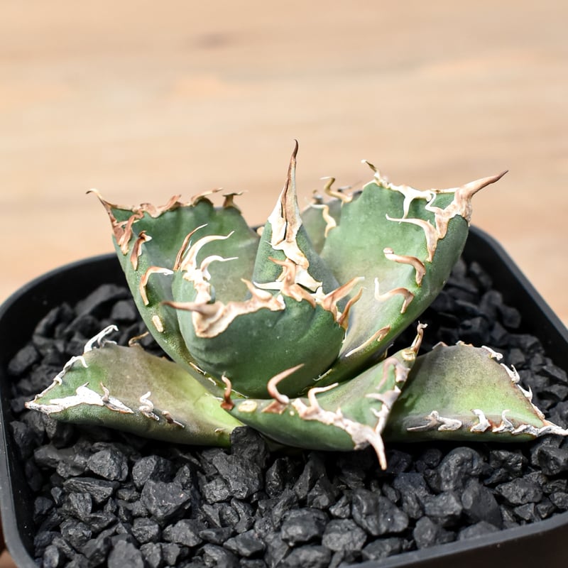 アガベ チタノタ ゼウス 