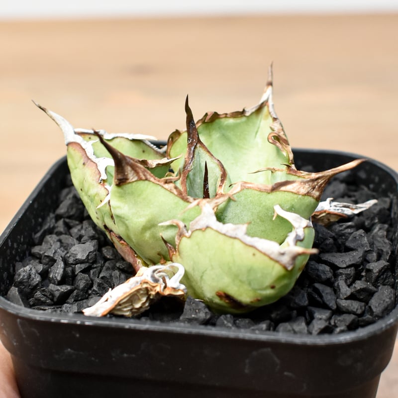 RAFLUM育成株】アガベ チタノタ 