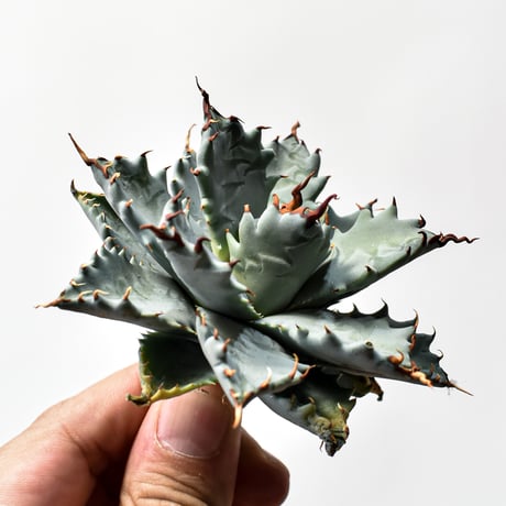アガベ ハイブリット 特白肌怒雷神×象牙妖炎（陽炎エボリ）【台湾botanical_seeker産/選抜株】B RF25011740