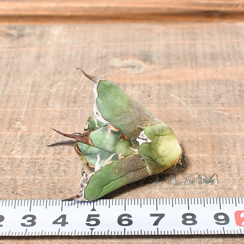 “赤猫”【Dragon Agave 輸入株】 アガベ チタノタ [M02] 赤猫”【Dragon Agave 輸入株】 アガベ チタノタ [M02]