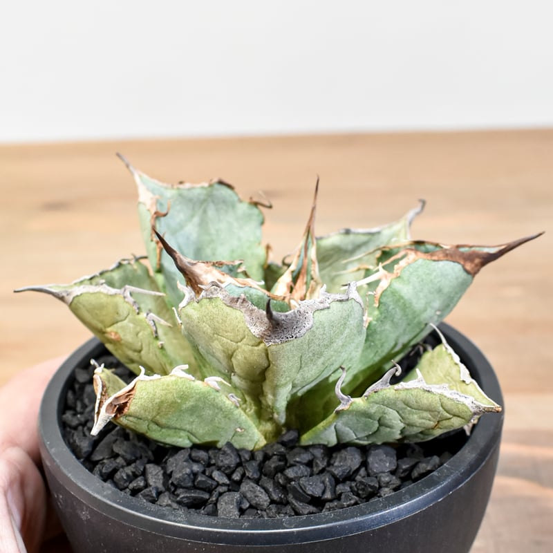 アガベ チタノタ 黒豹　龍球荟産 アガベ・チタノタ 黒豹（芽）-029｜agave titanota black panther