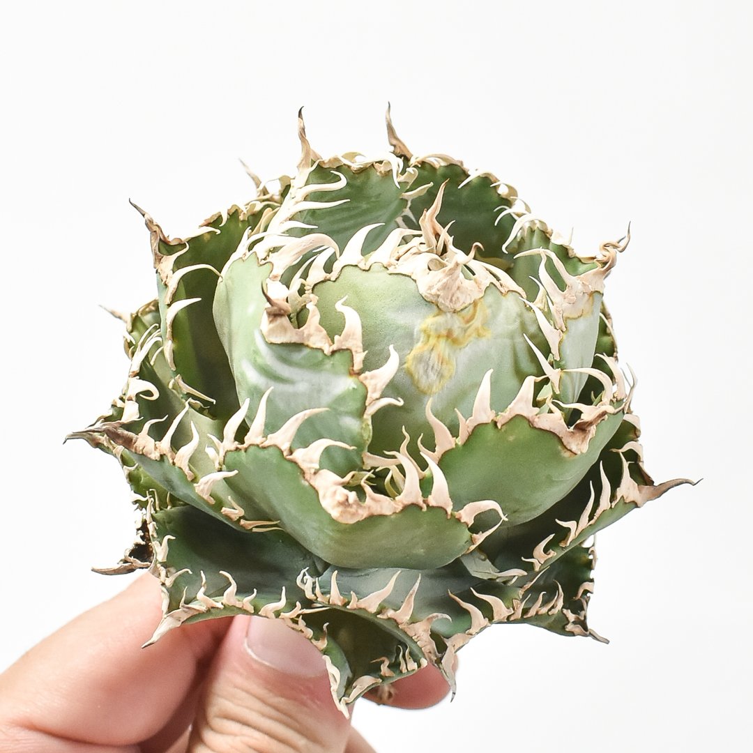 アガベ チタノタ フィリグリー 大株 Filigree 圓葉拇指（アガベ  