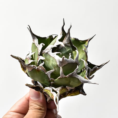 アガベ チタノタ "精品ハデス" / 精品黒帝斯、精品恐竜牙歯 【台湾 dragon agave産/中株/抜き苗】RF25011699