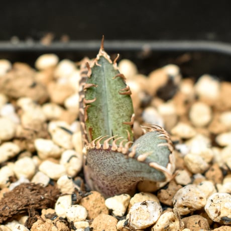 【RAFLUM育成株 5個セット】アガベ Mexico oteroi seeding / オテロイ実生 メキシコ産  【RAFLUM産/実生/子株】A3