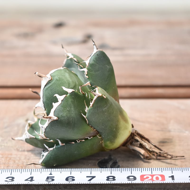 アガベ　鬼爪中株　アガベ　ピカチュウ アガベ チタノタ ピカチュウ 鬼爪 雪峰 | フラワーショップ潤