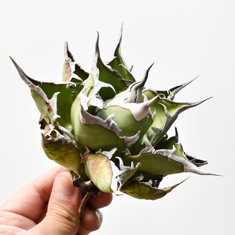 アガベ チタノタ "精品ハデス" / 精品黒帝斯、精品恐竜牙歯 【台湾 dragon agave産/中株/抜き苗】I RF25011511