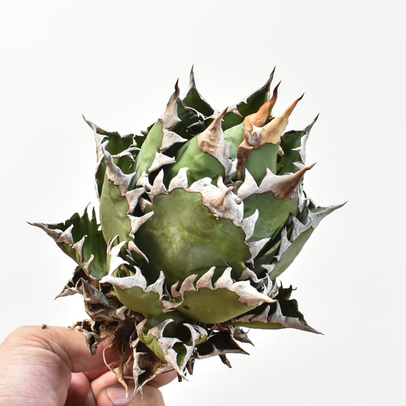 国内実生最高峰】アガベ チタノタ 赤猫 / レッドキャット【OSPセレクト