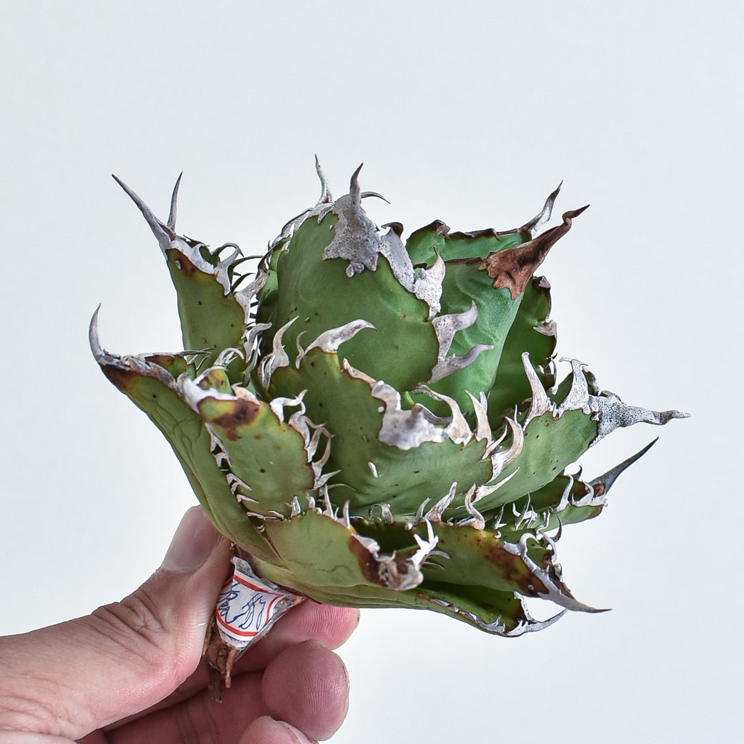 アガベ チタノタ チーター 