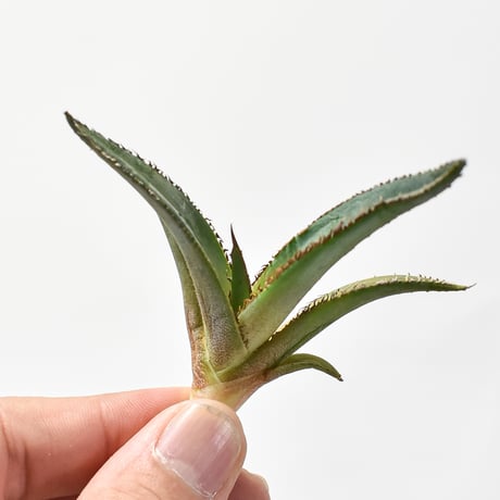 アガベ  "グリーンブル"/ "緑牛" 【台湾 dragon agave産/発根済み/子株】H DGC2410018(T)