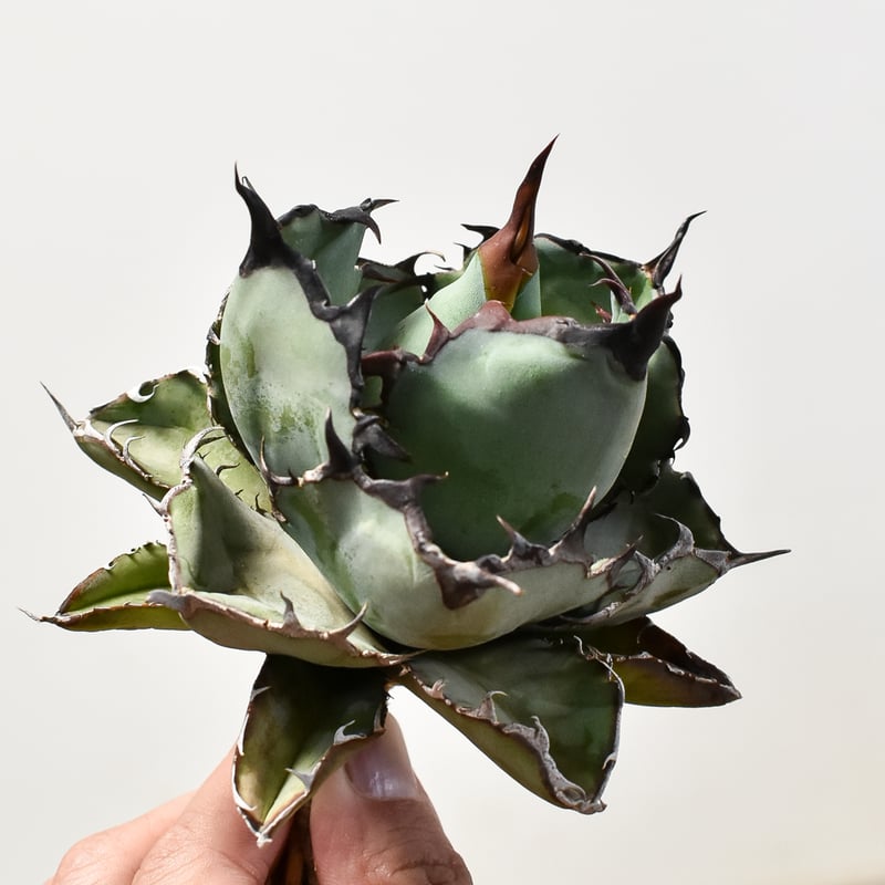 アガベ チタノタ ブラックアンドブルー / BB 藍球 【台湾産/抜き苗/中