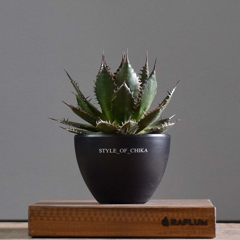 高騰品種】1 イスラエルホリダ アガベ 極上強棘 特選 【公式通販】