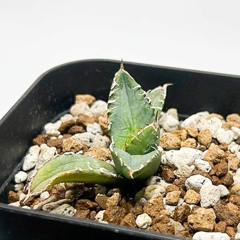 アガベ チタノタ 