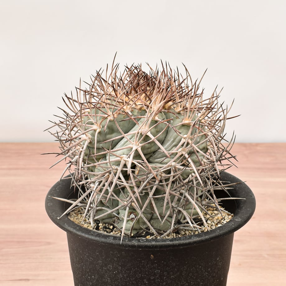 6a07794cff9a53a076d2b482