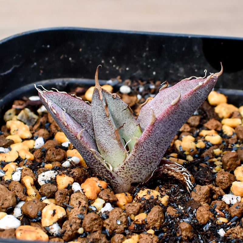 RAFLUM育成株 5個セット】アガベ Mexico oteroi seeding / オテ