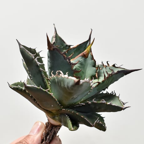 アガベ チタノタ  "海王" 【台湾 Shi-hao産/抜き苗/中株】1