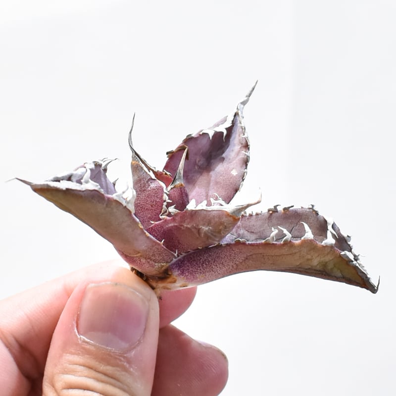 レア品種】アガベ チタノタ WANDA / 汪達【台湾 dragon agave産/抜き苗/