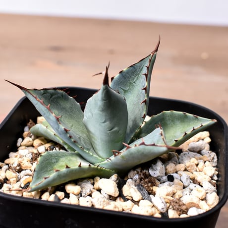 アガベ ハイブリット （パラサナ、イシスメンシス）× 曙光【台湾botanical_seeker産】D RF25011564