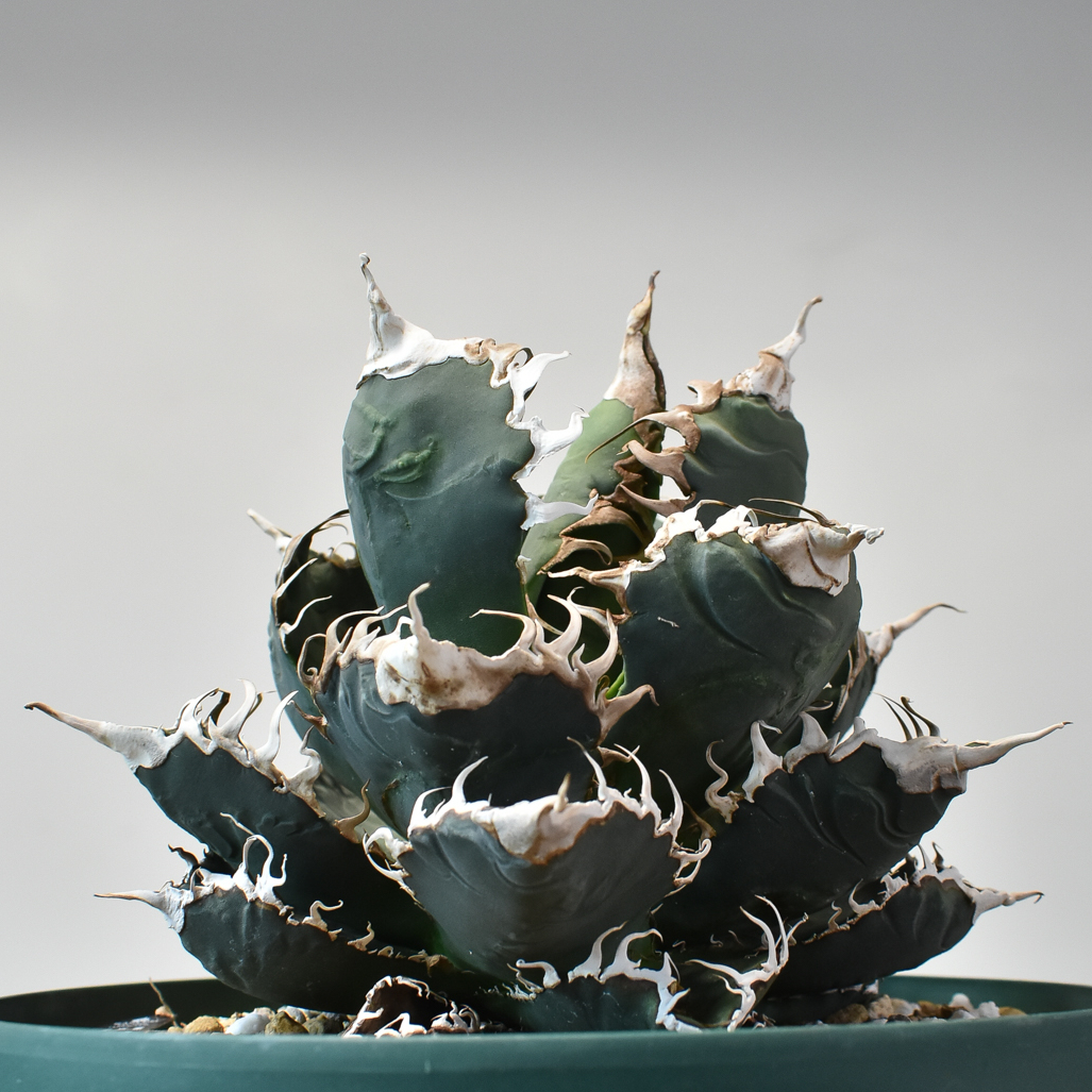 【goodtaniku】悪魔くんtc LED管理株　鉢ごと発送 goodtaniku】悪魔くんtc LED管理株鉢ごと発送