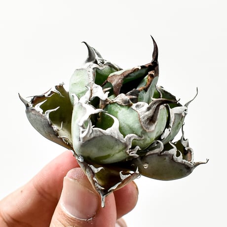 【RAFLUM特選株】アガベ チタノタ ブラックアンドブルー / BB 精品藍球 【台湾 dragon agave産/抜き苗/子株】G DG2402793(T)