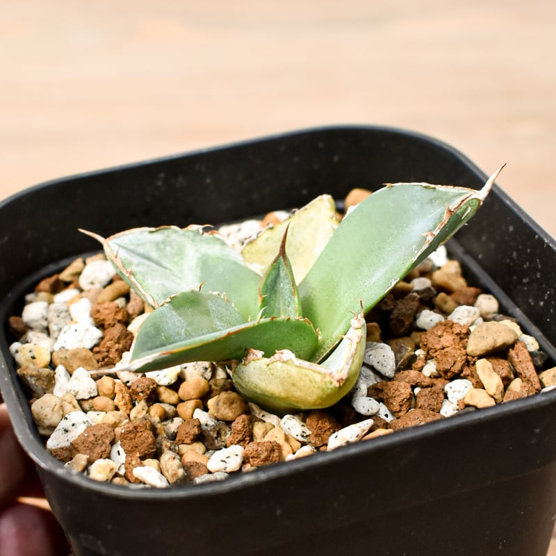 【専用】agave X仔株 アガベ チタノタ 